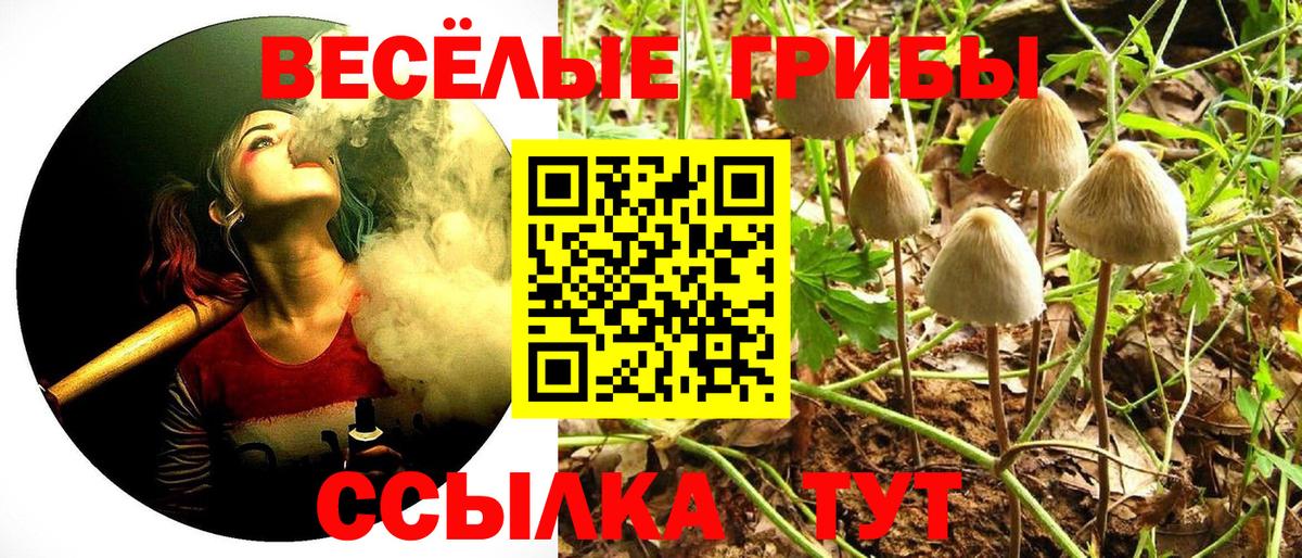 Галлюциногенные грибы Psilocybe  Сосновый Бор  Галлюциногенные грибы мицелий 