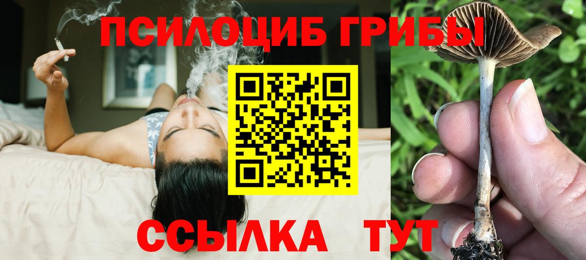 Псилоцибиновые грибы Cubensis Сосновый Бор